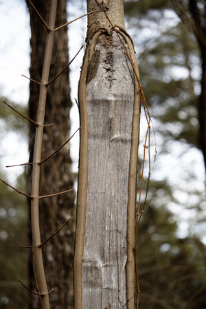 Section of tree trunk with visible lines of inside wood texture standing in city park