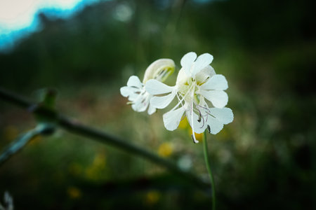 Selene vulgaris or bladder campion flowers artistic photography on dark blurred meadow backgroundの写真素材