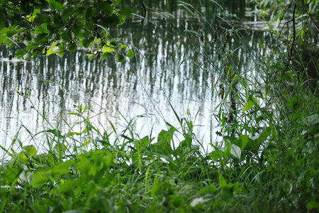 River water with reflections of tall reeds between water vegetation and river bank grassの写真素材