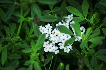 Spiraea cinerea unch of small white flowers surrounded by long green leaves artistic photography copyの写真素材