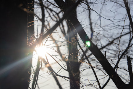 Sun with long rays between dark trees leafless spring branches on blue evening skyの写真素材