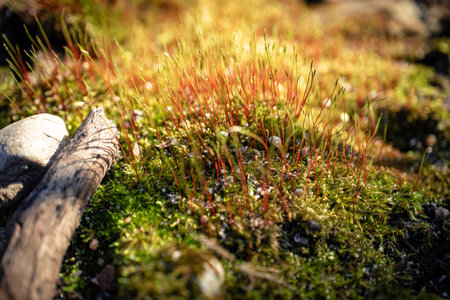 Green moss carpen with red stems and water drops in evening sunlightの写真素材