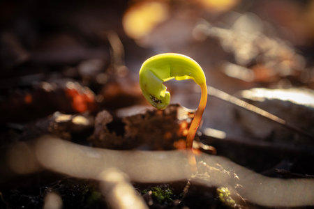 New born green maple sprout from the seed in spring on dry brown leaves background in bright sunset light bokeh photographyの写真素材