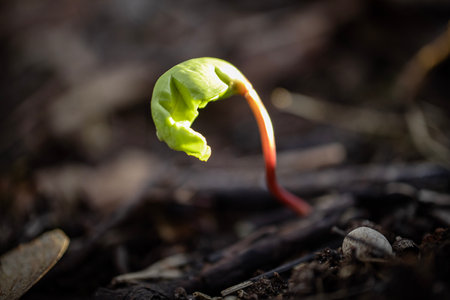New born green maple sprout from the seed in spring on dry brown leaves background in bright sunset light bokeh photographyの写真素材