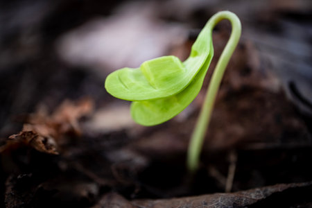 New born green maple sprout from the seed in spring on dry brown leaves background in bright sunset light bokeh photographyの写真素材