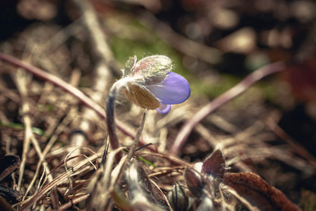 One half opened Anemone Hepatica nobilis bloom on stem against the background of dry brown grass in soft sunset light side viewの写真素材