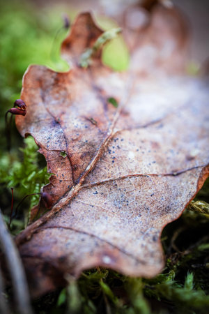 Dry oak leaf on the ground on green moss in sunlight on bight spring dayの写真素材