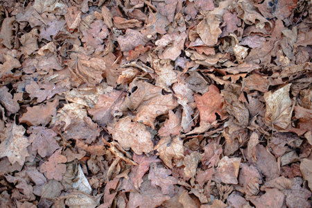 Dry autumn fallen leaves on brown forest soil background graphic rosourceの写真素材