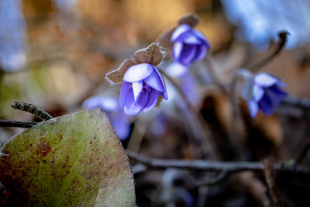 Anemone Hepatica nobilis blooms with light blue flowers against the background of dry brown tree leaves in soft light front viewの写真素材