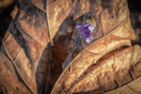 One anemone hepatica nobilis violet flower visible through huge hole in a brown dry maple leaf with thick lines in sunset lightの写真素材