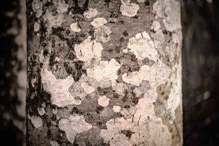 Black and white spotted and cracked natural texture of russian birch barkの写真素材