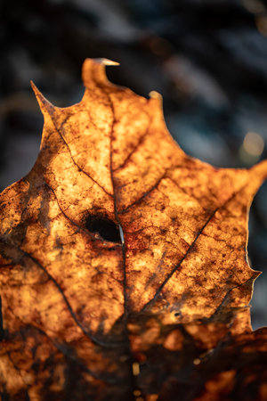 Dry textured bright golden fallen maple leaf with thick veins and big black hole against bight...