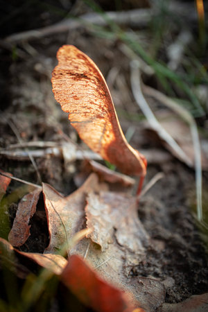 Dry textured bright golden fallen maple seed leaf with growing sprout from dry leafy ground against bight orange sunset lightの写真素材