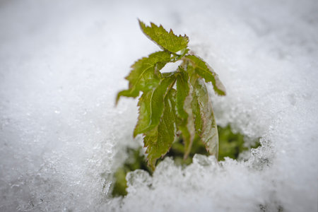 Green leafy plant sticking out in the white textured snow ground