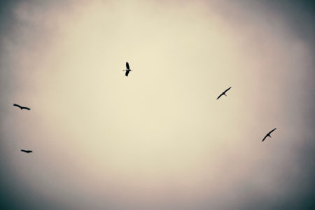 Abstract art photography five flying storks high in darkened sky backgroundの写真素材