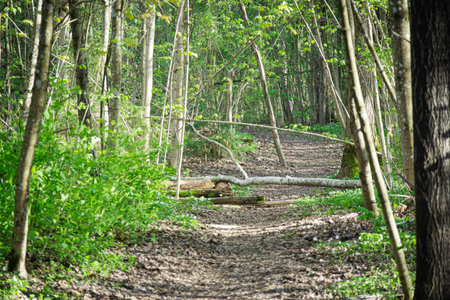 Forest foot path through spring trees just spreading young new leaves with sunbeams shining through...