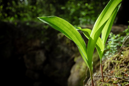 Young leaves of lilies of the valley growing on dry sand in sunlight in forest