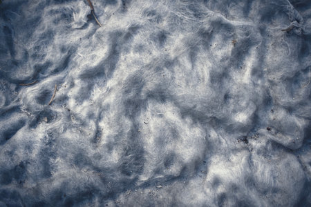 Background of white dirty cotton wool from old matress stuffing close up top down view backgroundの写真素材