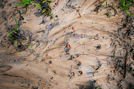 Wet sand texture sandy beach background with stones, grass and copy space backdrop
