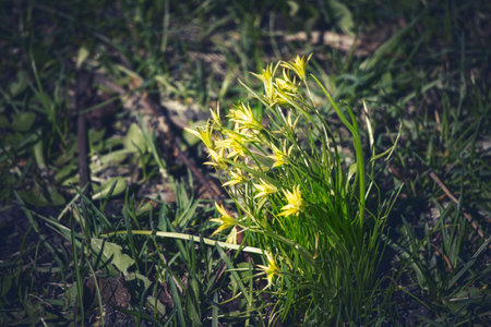 Goose onion small yellow flowers in dark grass lawn in evening light background