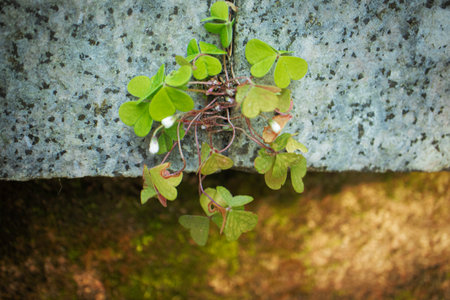 Wood sorrel white closed buds with clover like leaves growing between two granite blocks of stairs