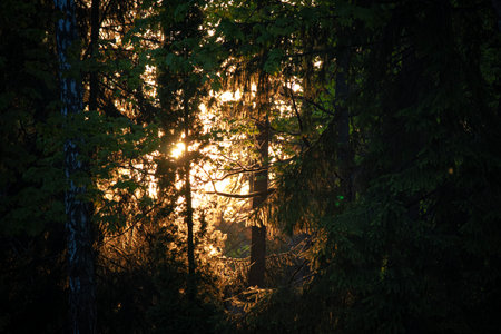 Golden sunset with sun setting behing pine trees silhouettes mysterious dark landscapeの写真素材