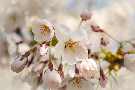 White flowers of fresh japanese cherry close up in the spring garden parkの写真素材