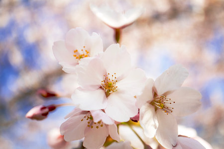 White flowers of fresh japanese cherry close up in the spring garden parkの写真素材