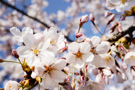White flowers and closed buds on thin branch of japanese cherry close up in the spring garden park on blue sky backgroundの写真素材