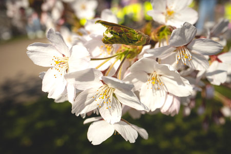 Big white japanese cherry Sakura blossoms on blurry background in sunlightの写真素材