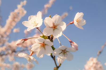 White flowers and closed buds on thin branch of japanese cherry close up in the spring garden park on blue sky backgroundの写真素材