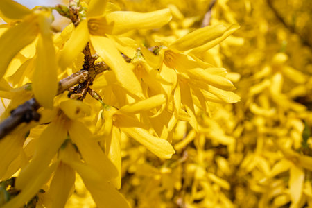Forsythia yellow flowers on thin branches of huge hedge in spring sun close upの写真素材