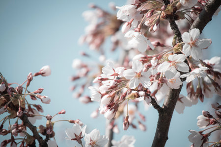 White flowers and closed buds on thin branch of japanese cherry close up in the spring garden park on blue sky backgroundの写真素材