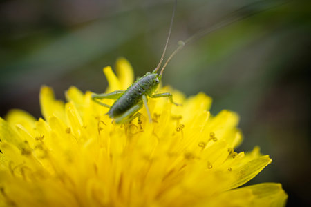 Macro photo of a green grasshopper feeding on a yellow dandelion on dark blurry green backgroundの写真素材