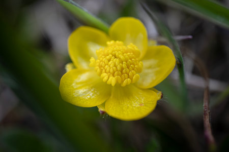 Yellow buttercup flower macro in the spring forest blurred green and dry grass background artistic...
