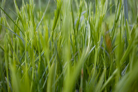 Green leaves of juicy long grass on spring ryegrass pasture in the sunlight side viewの写真素材