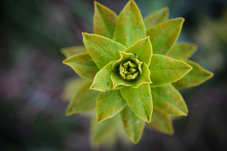 Star like pointy leaves plant with closed center top down view on dark blurry backgroundの写真素材
