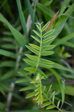 Bush Vetch grass with elongated leaves without flowers surrounded by green long grass on a spring meadow backgroundの写真素材