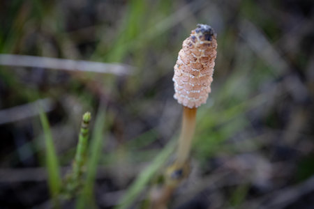 Field horsetail textured bud sprout closeup growing on swamp ground selective focus on blurry dry grass backgroundの写真素材