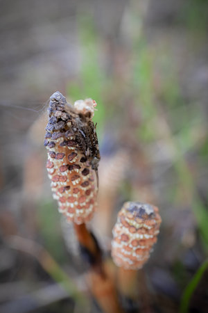 Field horsetail textured buds closeup growing on swamp ground selective focus on blurry dry grass backgroundの写真素材
