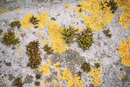 Plenty of small golden colored maritime sunburst lichen with green moss growing on a big rock surface natural backgroundの写真素材