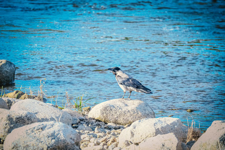 Big gray crow with black tail sitting on gray dry rocks near the blue river waterの写真素材