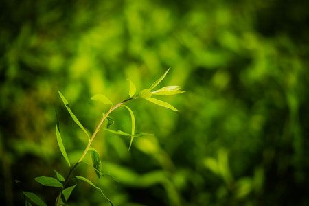 Lemon verbena hedge leaves thin branch or young spring twig in sunlight green full screen backgroundの写真素材