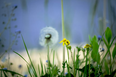 White dandelion between green grass with tiny yellow flowers on blue water backgroundの写真素材