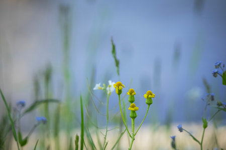 Tiny yellow and blue flowers closed and open with long grass on light blue water background