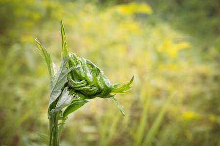 Valerian officinalis plant top curled into a form resembling a hand on blurred green meadow...