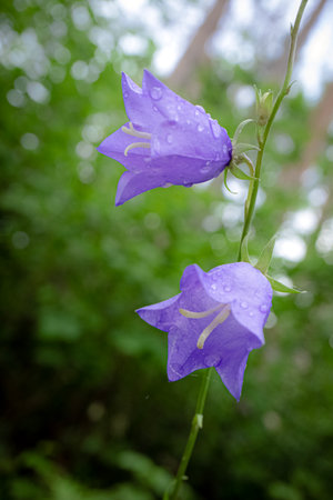 Two big blue bell flowers on stem on forest blurred backgroundの写真素材