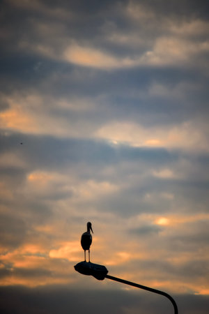 Dark stork silhouette standing on a lamp pole in orange sun light sunset sky background with dark cloudsの写真素材