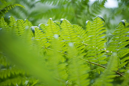 Green detailed fern leaves with blurred foreground as an organic summer nature backgroundの写真素材