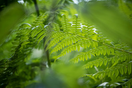 Green detailed fern leaves as an organic summer nature backgroundの写真素材
